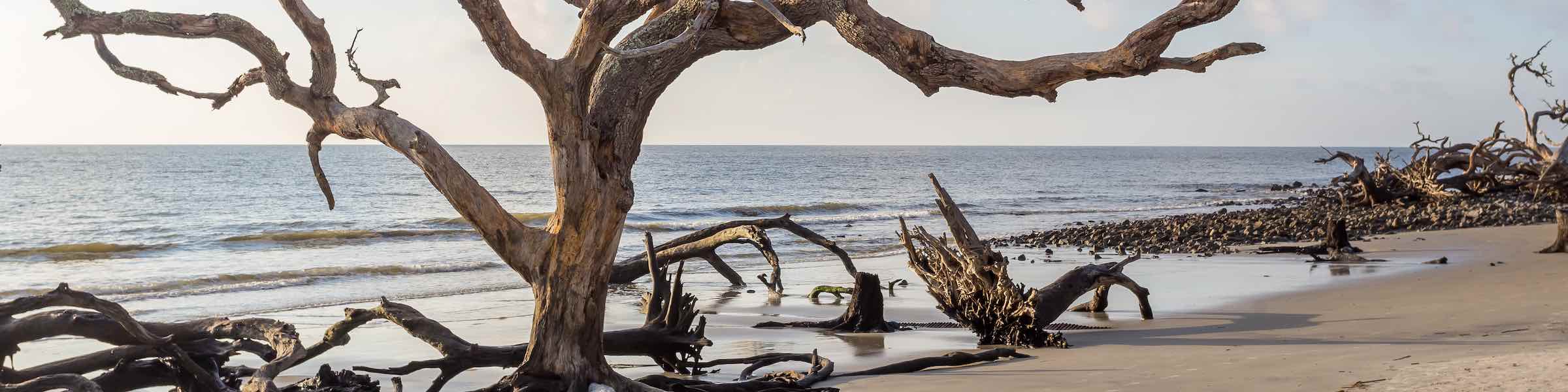 A twisted tree in the surf at Jekyll Island's Driftwood Beach.